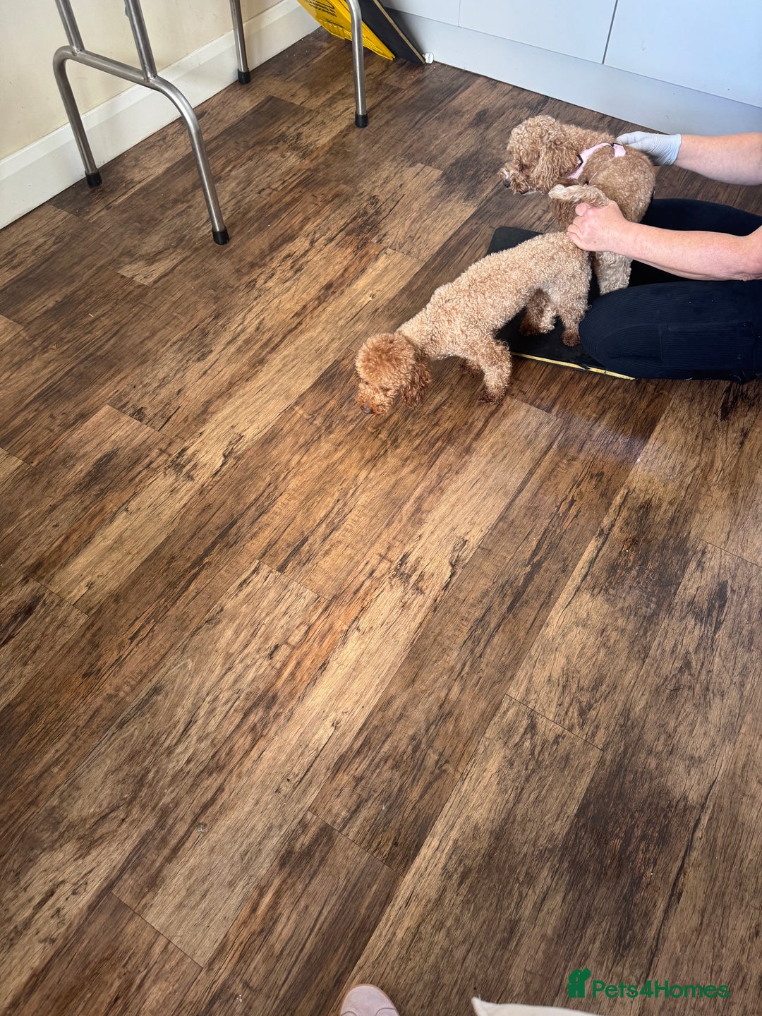 Cavapoo dogs for sale: Tiny cavapoo F1BB - ESA certified - Advert 14