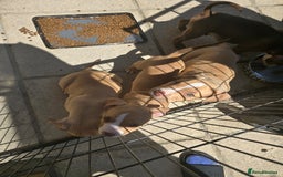 American Bully dogs for sale: Super chunky pocket bullies Ready to leave! - Image 9