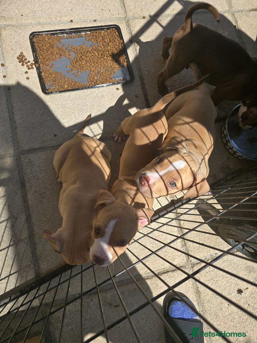 American Bully dogs for sale: Super chunky pocket bullies Ready to leave! - Image 9