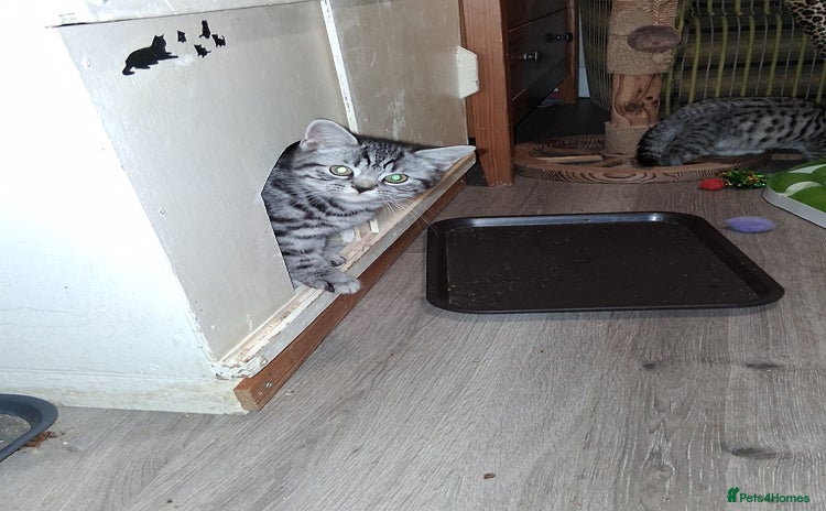 British Shorthair cats - Advert 1