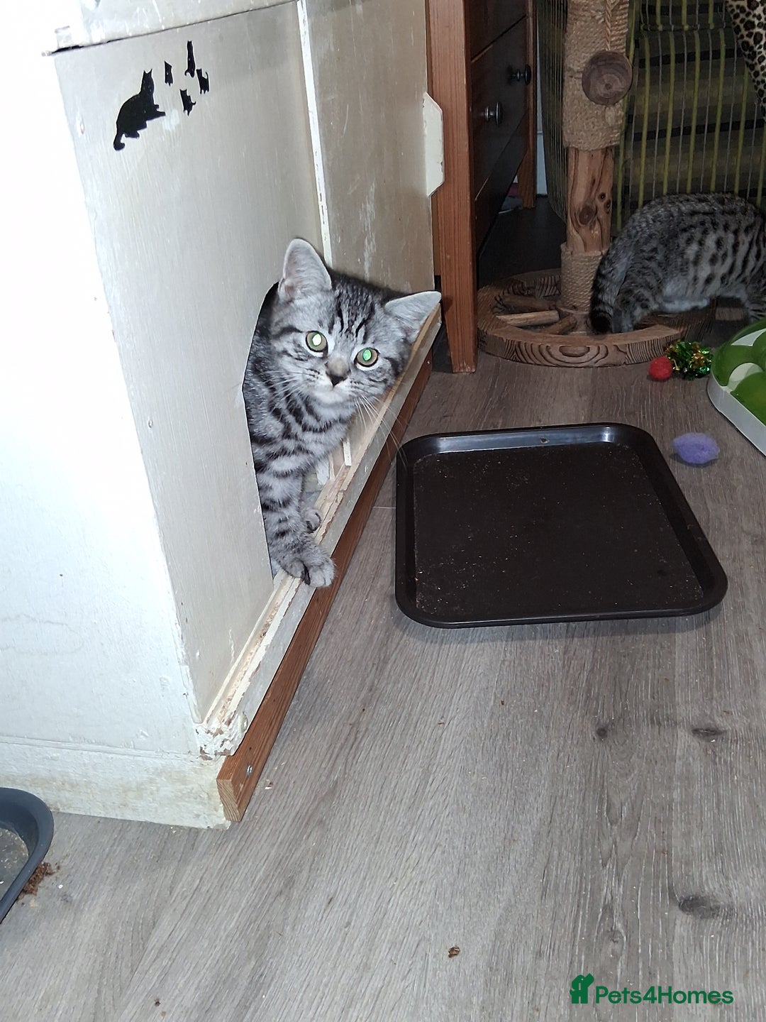 British Shorthair cats for sale: Gccf registered silver tabby male - Image 1