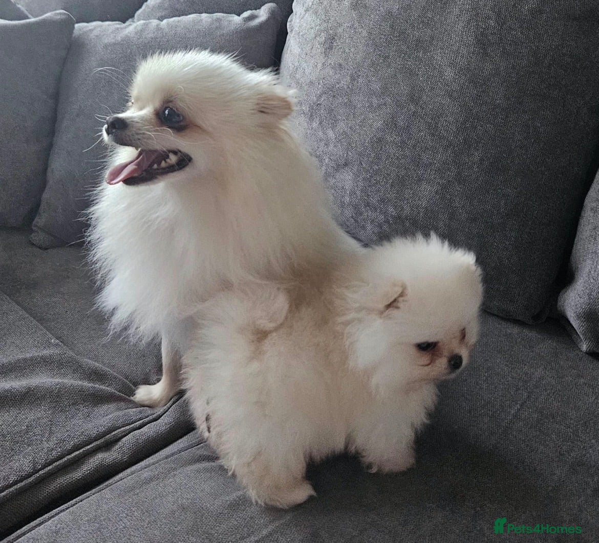 Pomeranian dogs Beautiful teddy bear faced poms - Advert 22