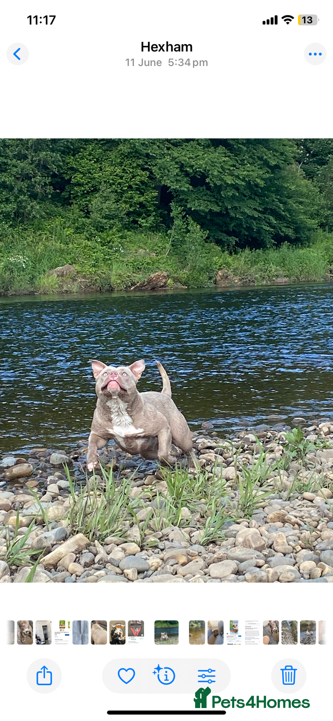 American Bully dogs for sale: Beautiful 15month old female pocket bully - Advert 3