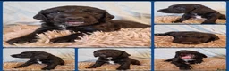 Cockapoo dogs for sale: F1b Cockapoo Puppies for sale 🐾🐾 in Llanidloes - Advert 9