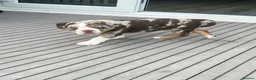 Mixed Breed dogs for sale: 12 week old, olde double bully male pup  - Advert 16