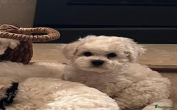 Bichon Frise dogs for sale: KC Bichon frise puppies - Image 2