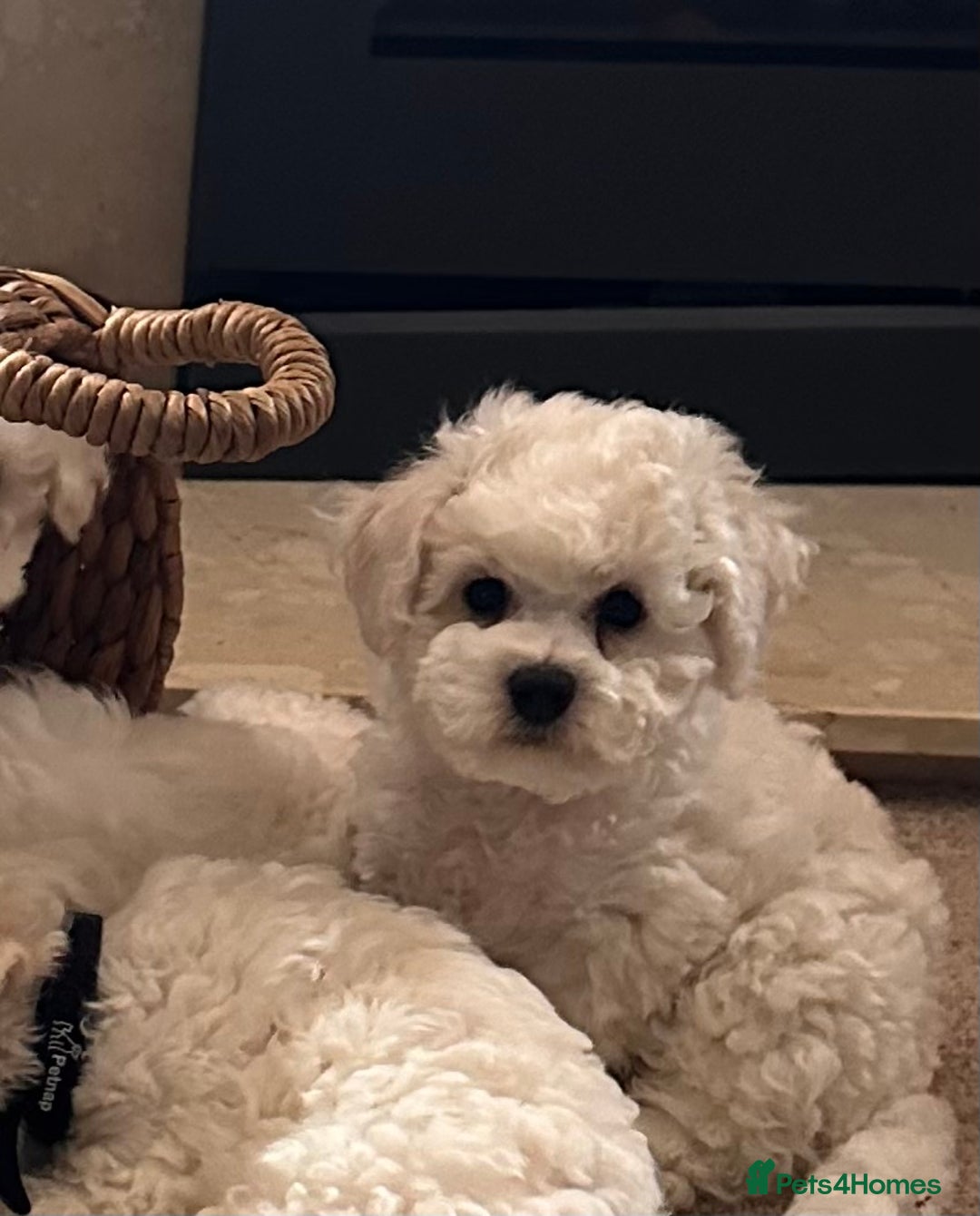 Bichon Frise dogs for sale: KC Bichon frise puppies - Image 2
