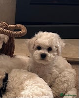Bichon Frise dogs - Advert 3