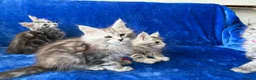 Maine Coon cats for sale: Maine coon kittens registered with GCCF - Advert 19