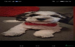 Bichon Frise dogs for sale: Bichon puppy's  - Image 5