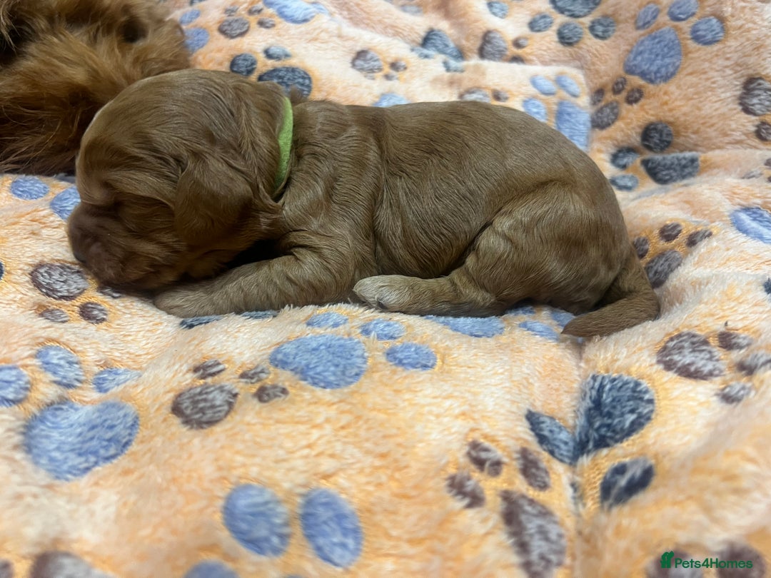 Cockapoo dogs for sale: Beautiful cockerpoo puppies  - Image 21