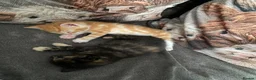 Mixed Breed cats for sale: Three beautiful kittens looking for new homes  - Advert 4
