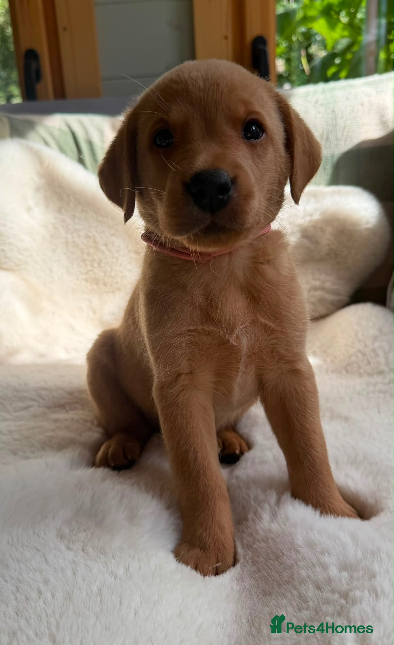 Labrador Retriever dogs kC reg fox red labs FTCH sired - Advert 2