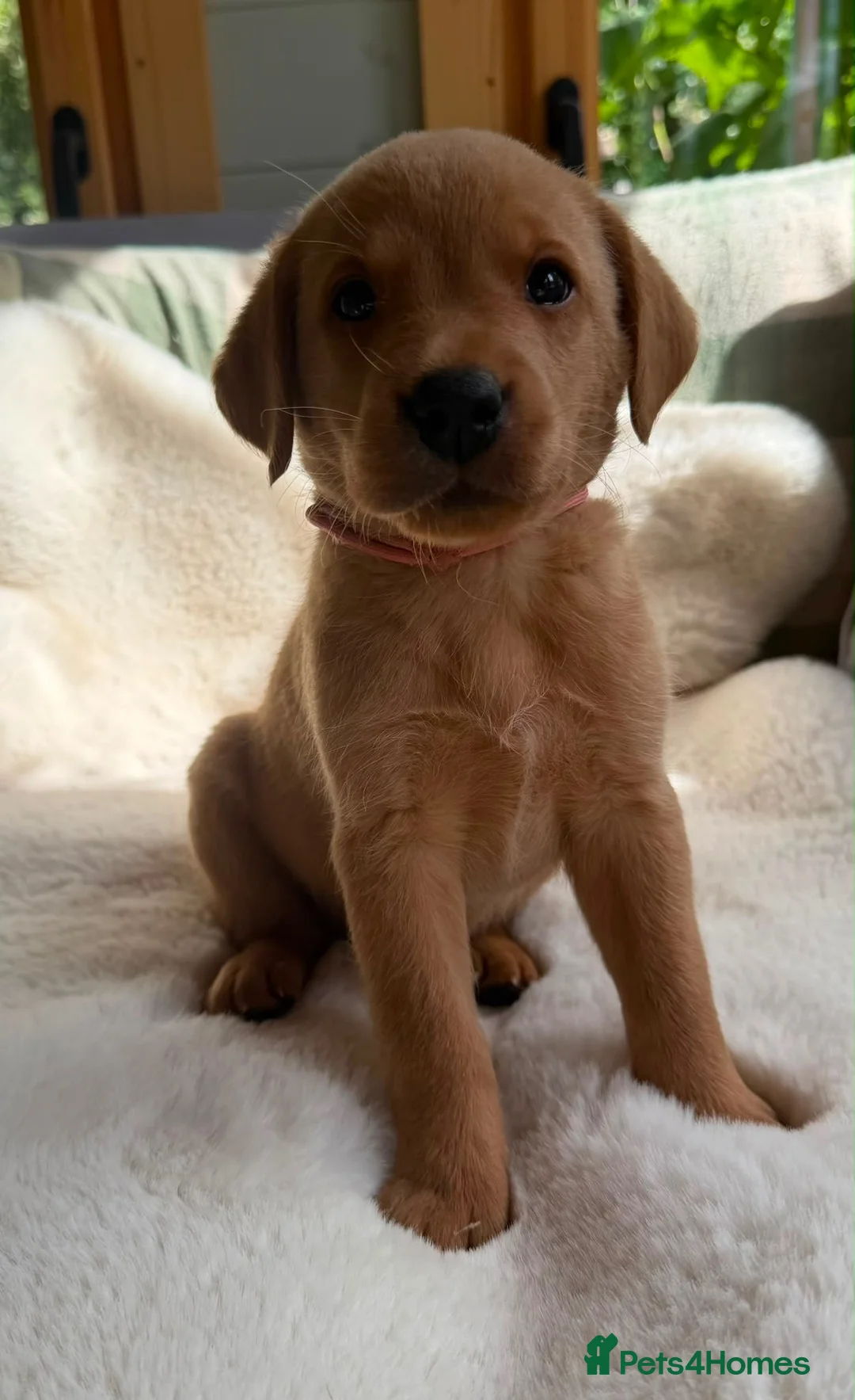 Labrador Retriever dogs for sale: kC reg fox red labs FTCH sired - Advert 2
