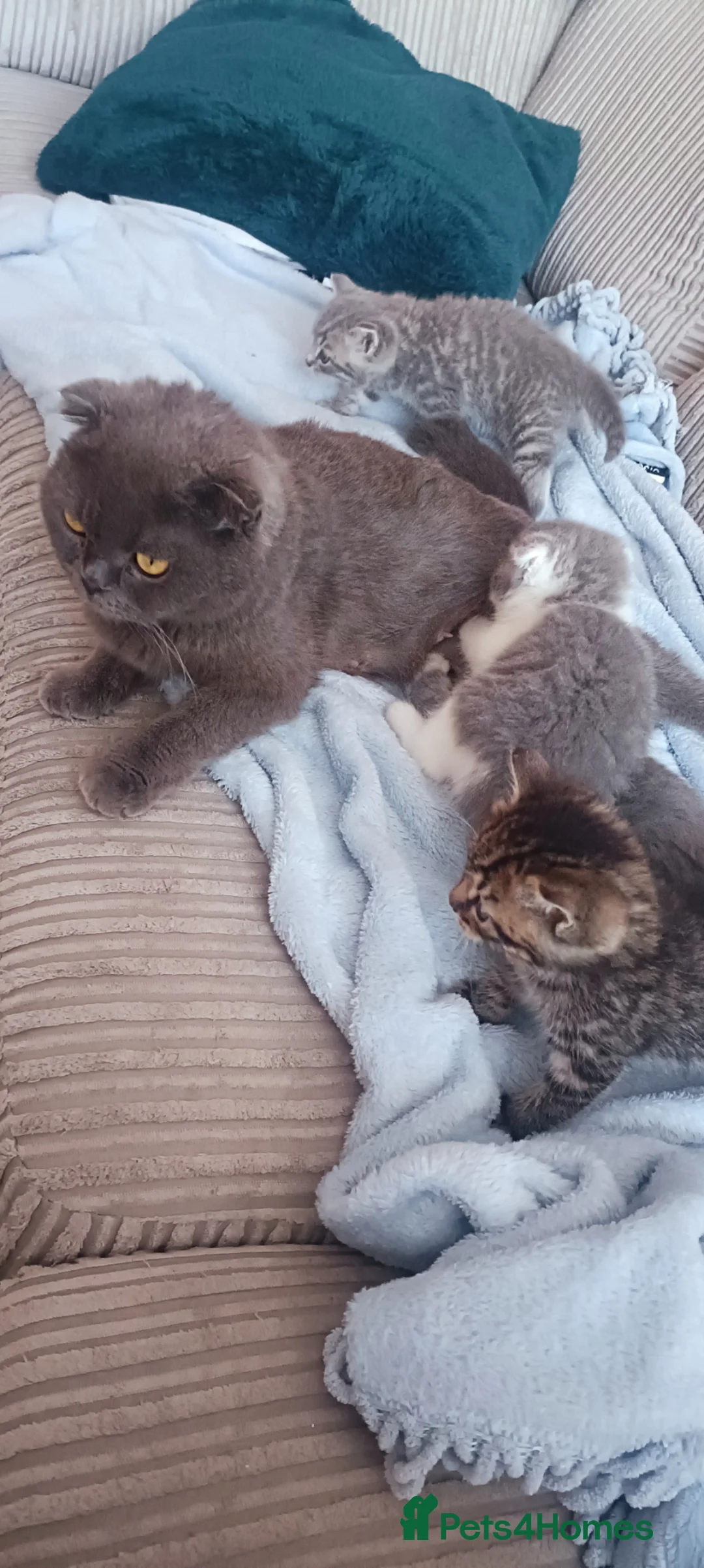 Scottish Fold cats for sale: Gorgeous Scottish fold/straight kittens - Advert 23