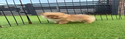 Pomeranian dogs for sale:  **  Pomeranian puppy’s ready to leave  in Liverpool - Advert 11
