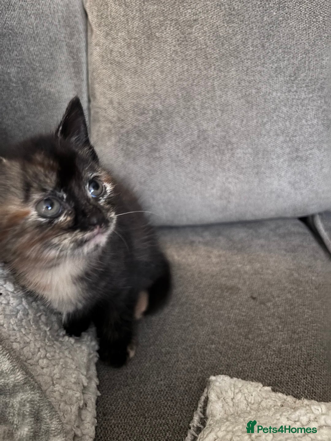 Mixed Breed cats for sale: Beautiful fur babies  - Advert 1