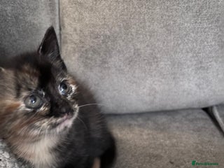 Mixed Breed cats Beautiful fur babies - Advert 2