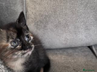 Mixed Breed cats Beautiful fur babies - Advert 12