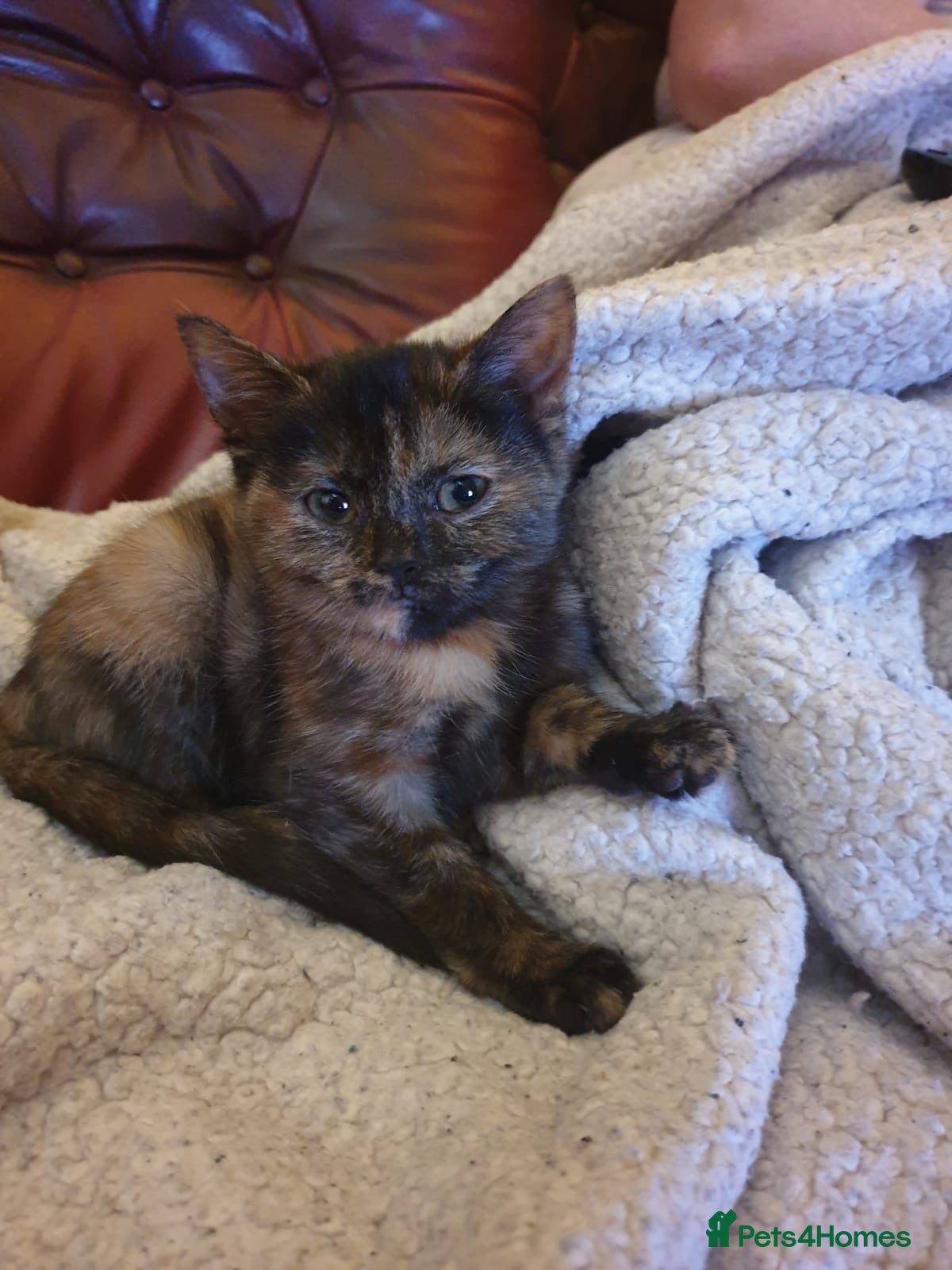 Ragdoll cats for sale: Ragdoll x tortoise shell - Advert 2