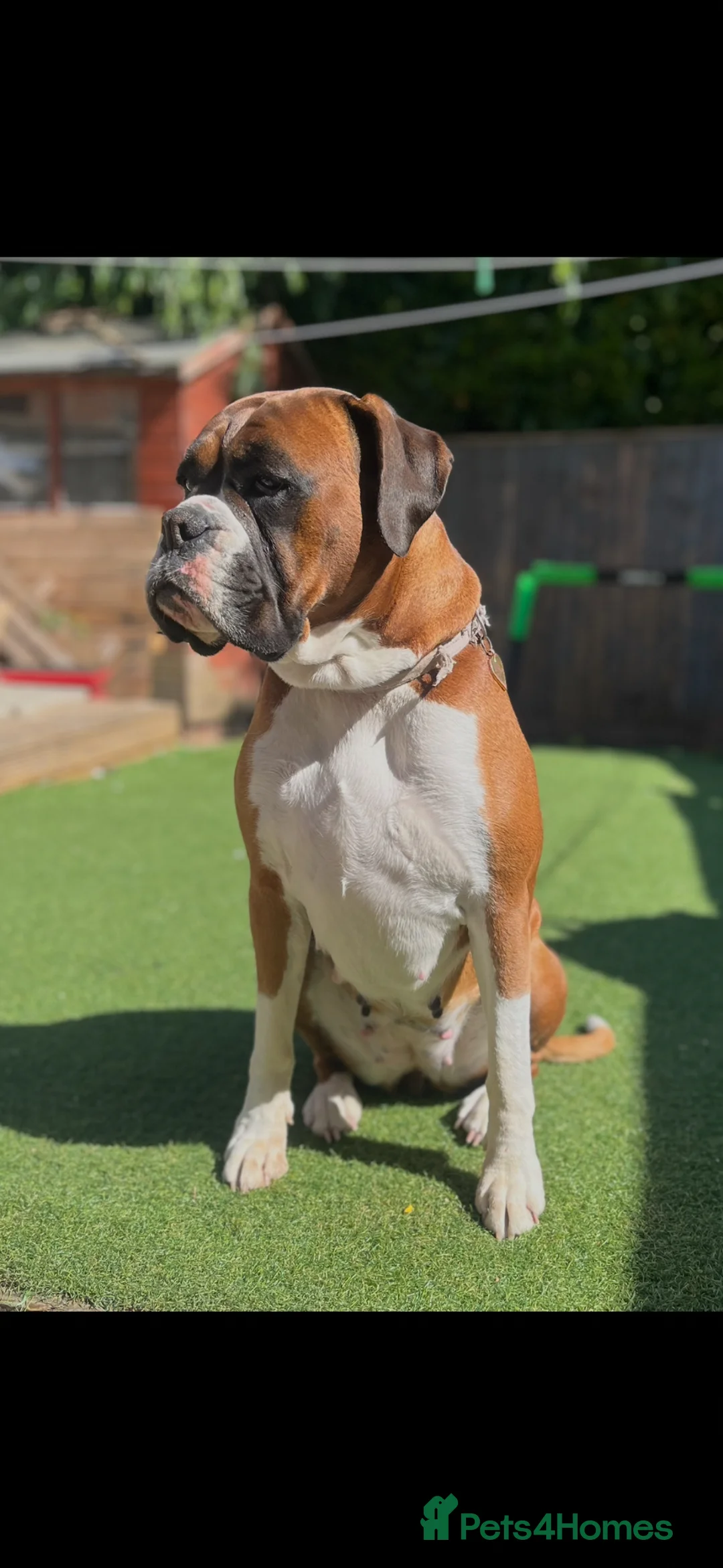 Boxer dogs for sale: *** 22 Championships between parents *** in Newbury - Advert 2