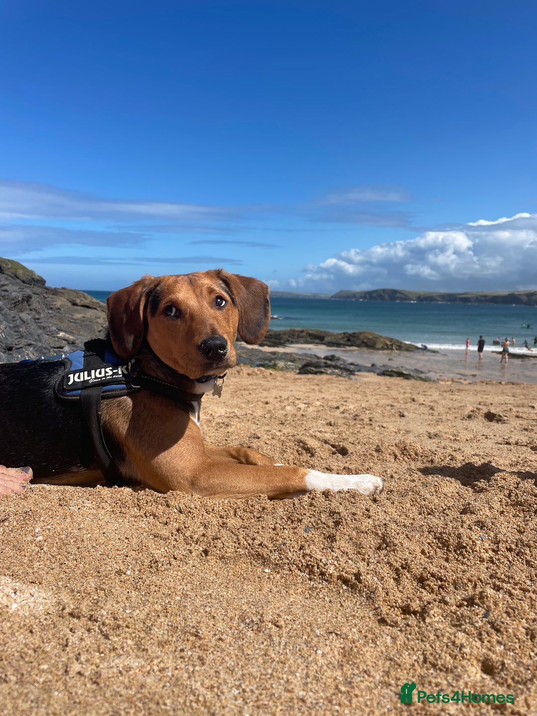 Mixed Breed dogs for sale: looking for an understanding home for our rescue - Advert 6