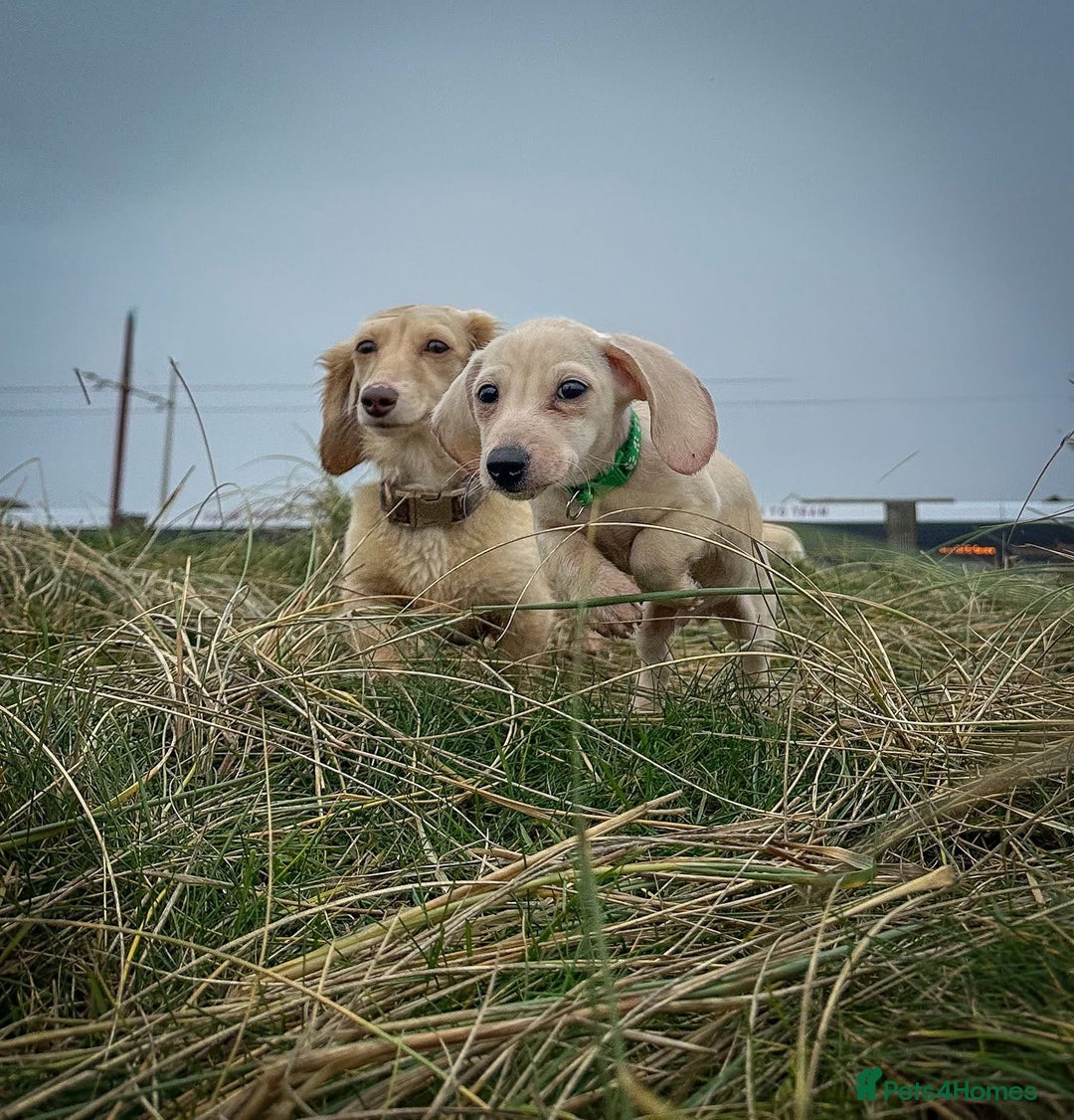 Miniature Dachshund dogs for sale: Cream miniature dachshunds  - Advert 20
