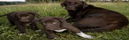 Borador dogs for sale: Beautiful Labrador x border collie pup  - Advert 1