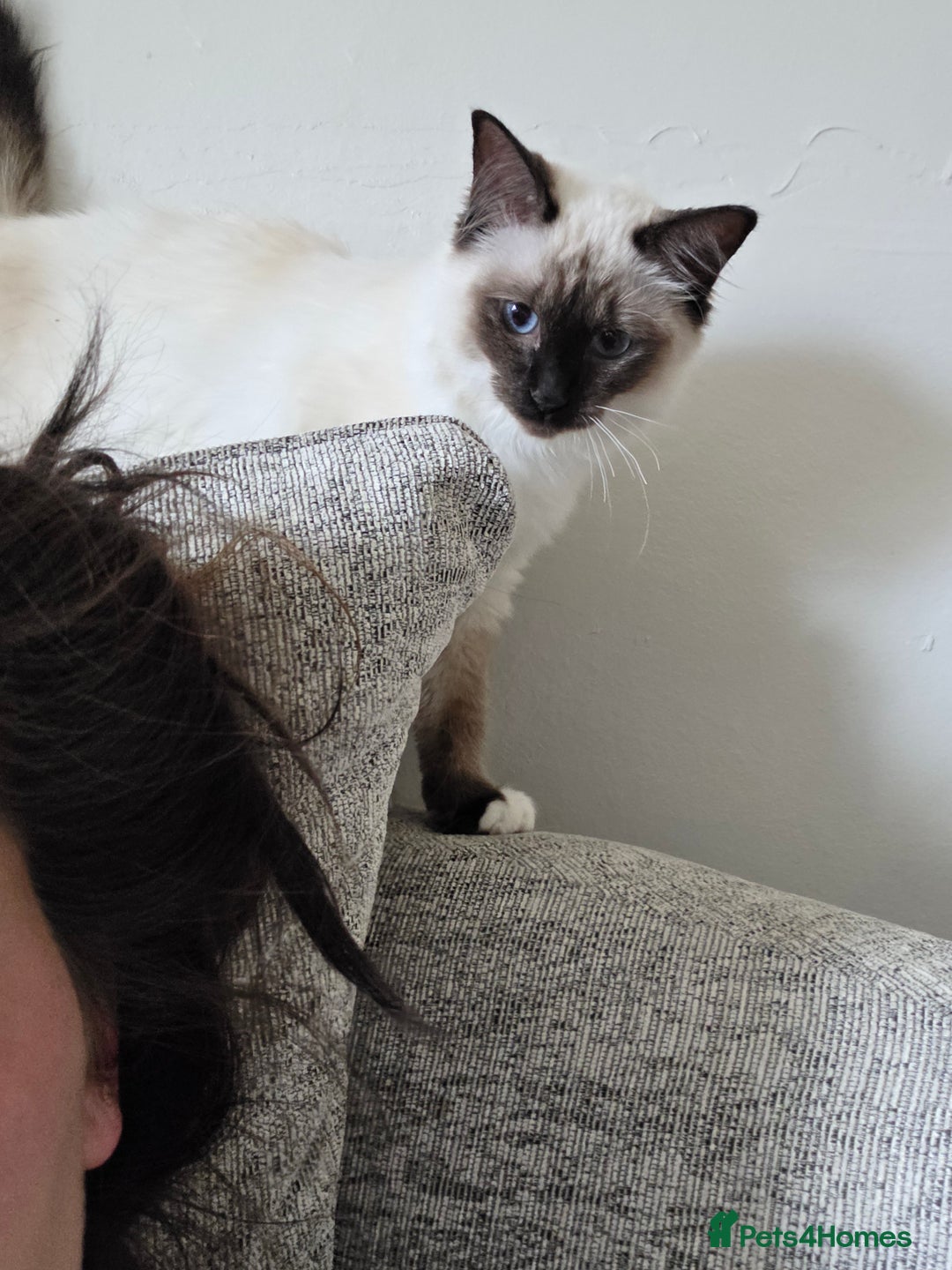 Ragdoll cats for sale: Female ragdoll  - Image 2
