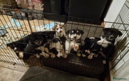 Mixed Breed dogs for sale: Husky mix Labrador  - Advert 3