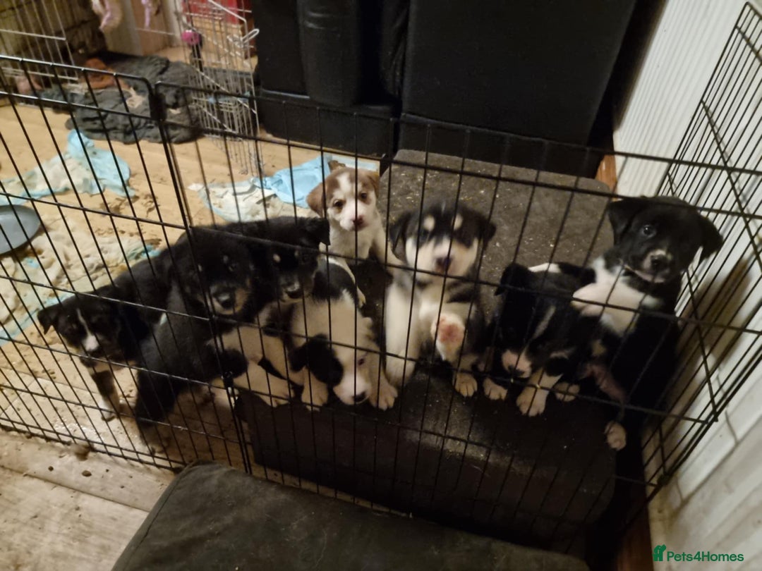 Mixed Breed dogs for sale: Husky mix Labrador  - Advert 3