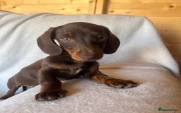 Miniature Dachshund dogs for sale:  Miniature dachshund *1 left  - Image 10