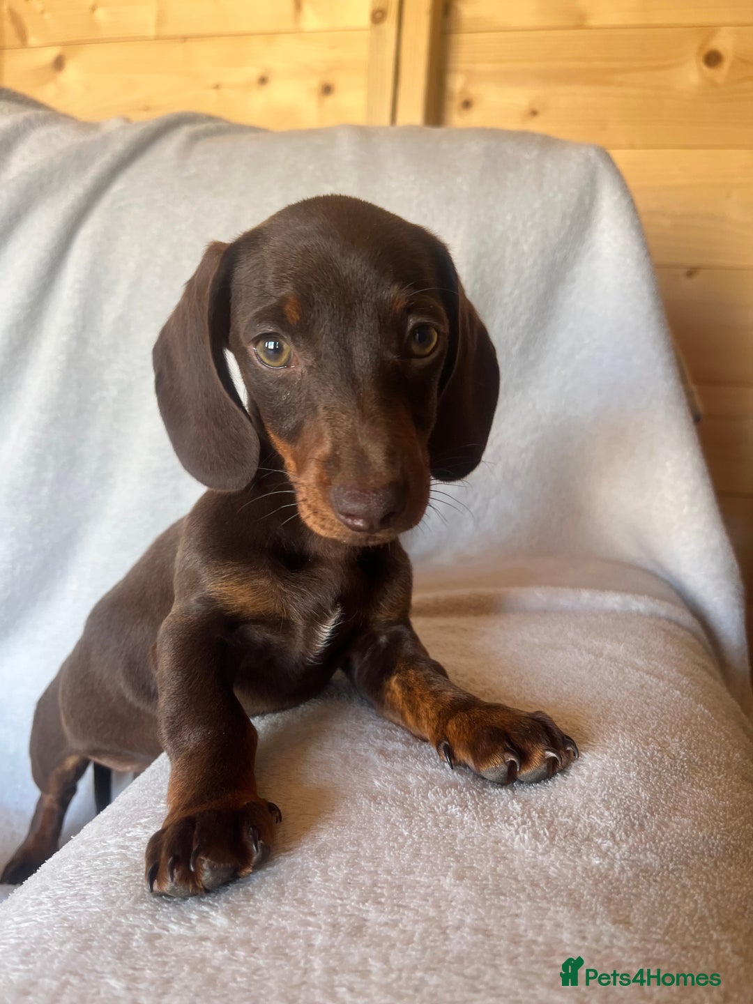 Miniature Dachshund dogs for sale:  Miniature dachshund *1 left  - Image 10