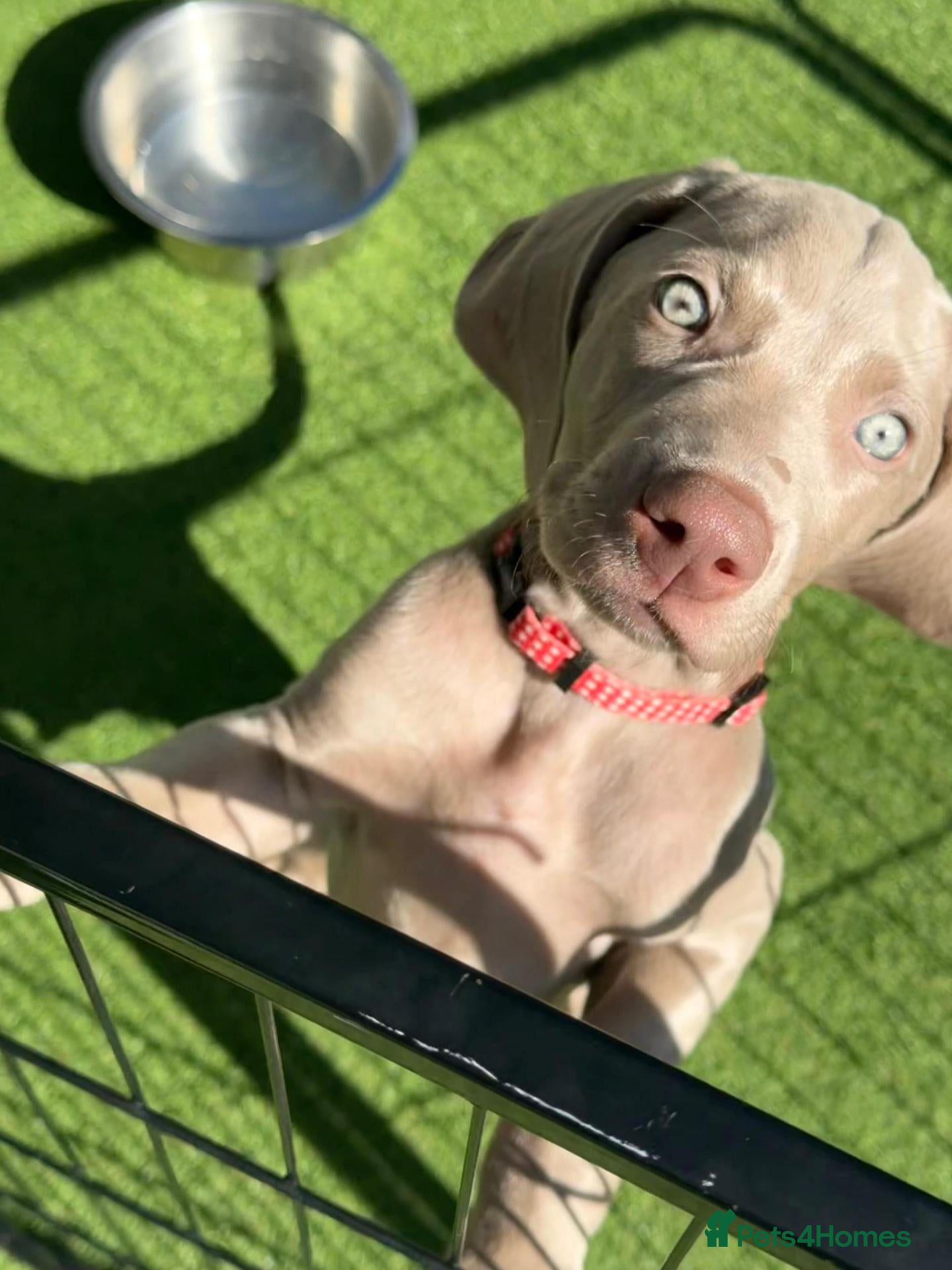 Weimaraner dogs Very handsome, chuncky silver boy available,London - Advert 1