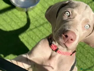 Weimaraner dogs Very handsome, chuncky silver boy available,London - Advert 1