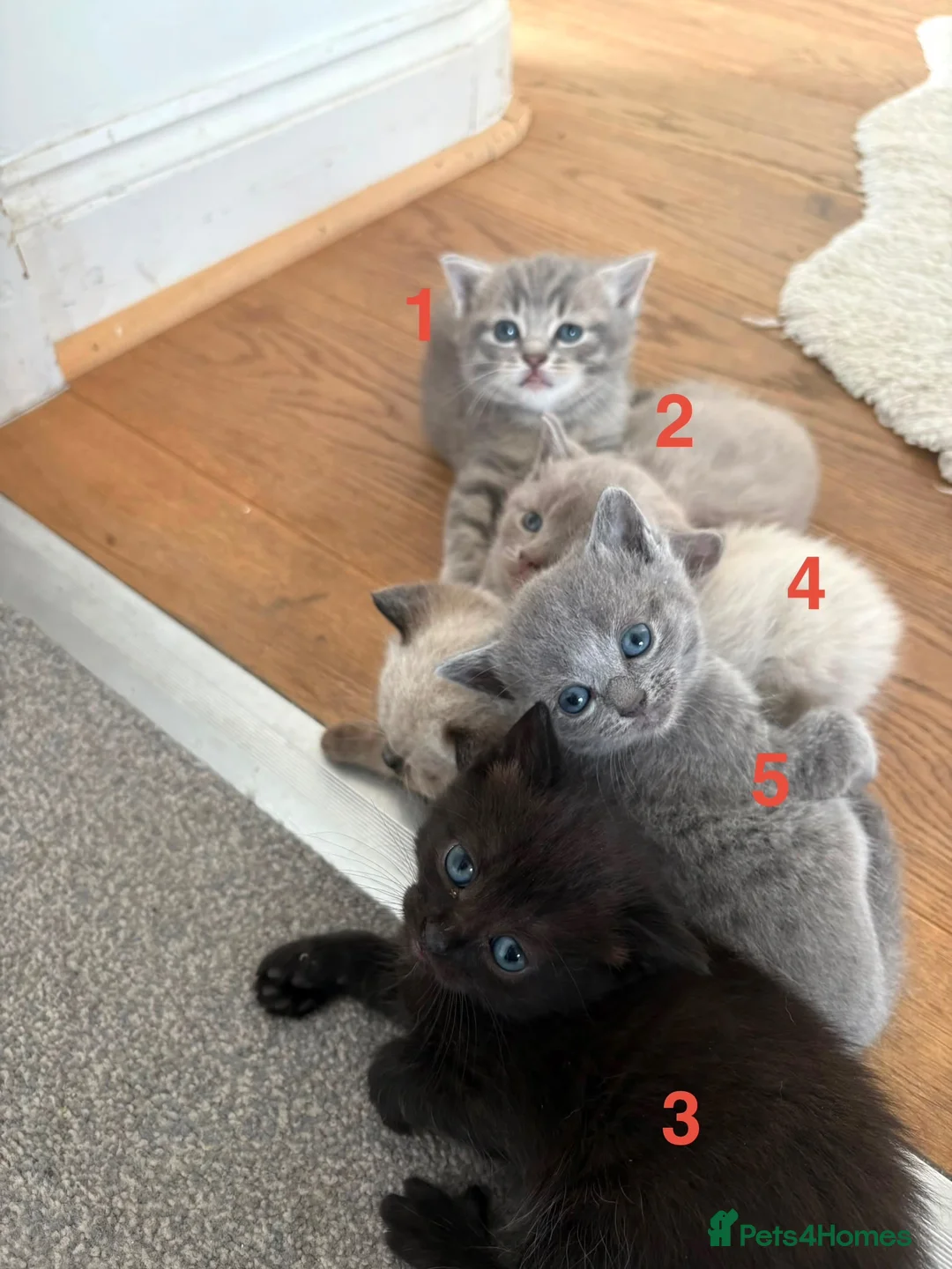 British Shorthair cats for sale:  Adorable Kittens in Bristol - Advert 2
