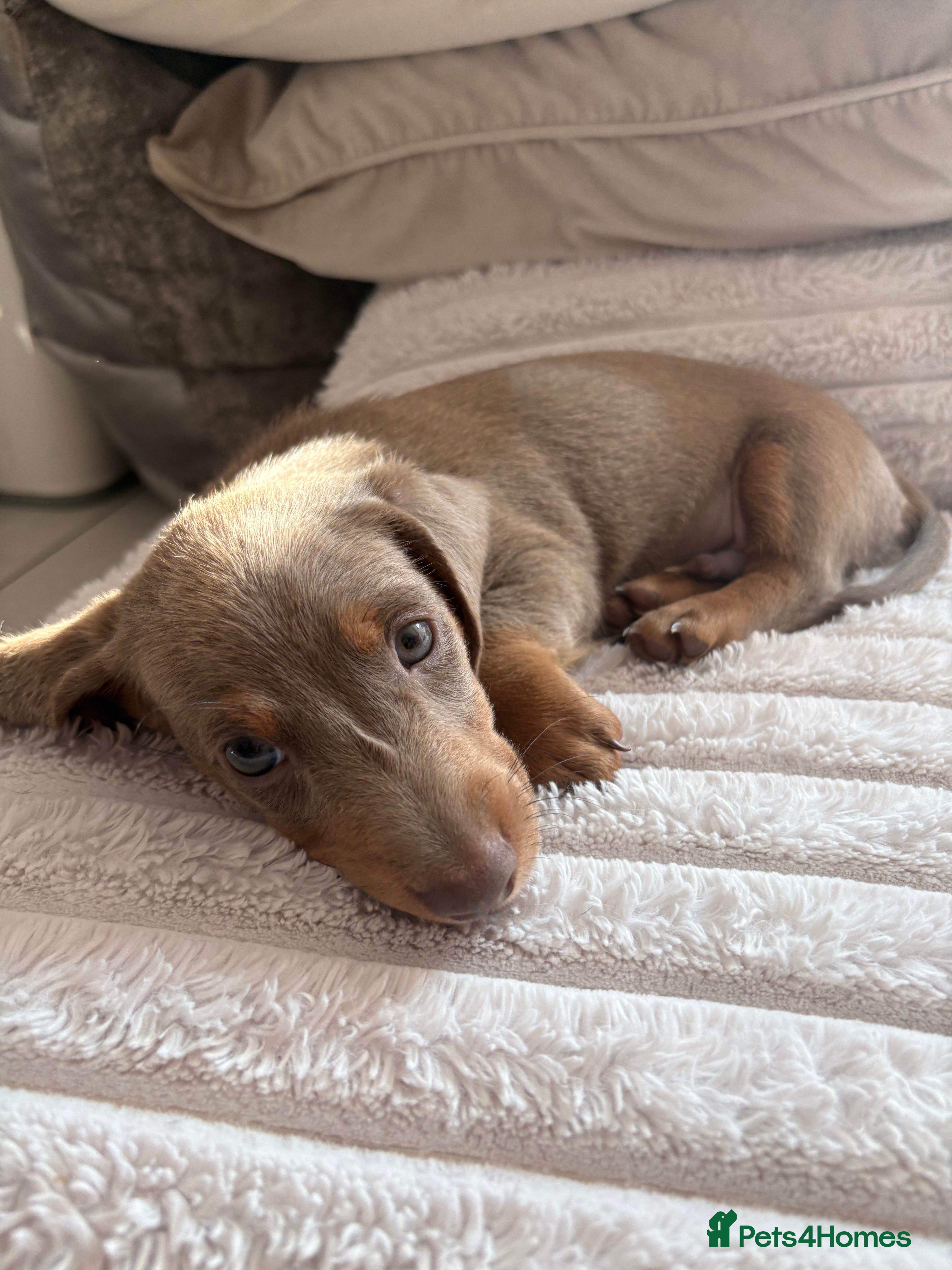 Miniature Dachshund dogs Ready next week KC mini dachshunds - Advert 2