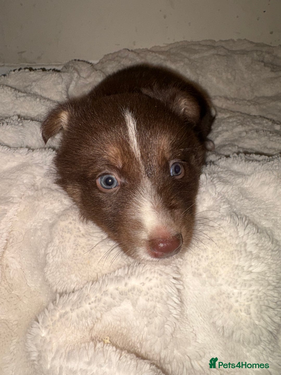 Mixed Breed dogs for sale: Beautiful Husky x Australian Shepherd Puppies - Advert 10