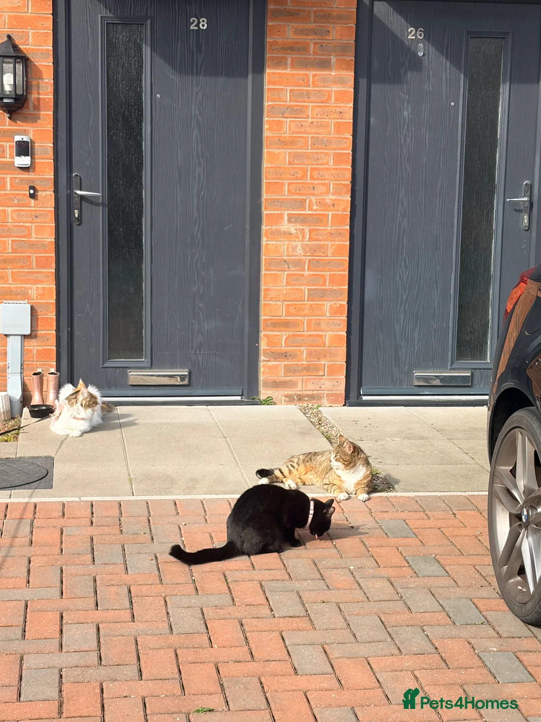 Mixed Breed cats for sale: Tabby kittens for sale - Advert 2