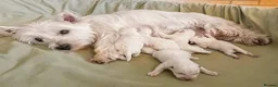 West Highland Terrier dogs for sale: Beautiful west highland terrier pups - Advert 2