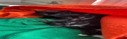 Mixed Breed cats for sale: FREE 3 Tuxedo Kittens + 1 Black kitten 4 Adpotion - Advert 13