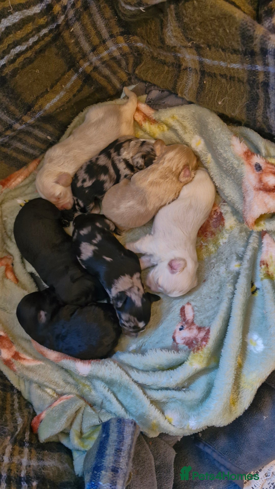 Mixed Breed dogs for sale: Cockerpoo/Schnoodle/Bischon Puppies  - Advert 5