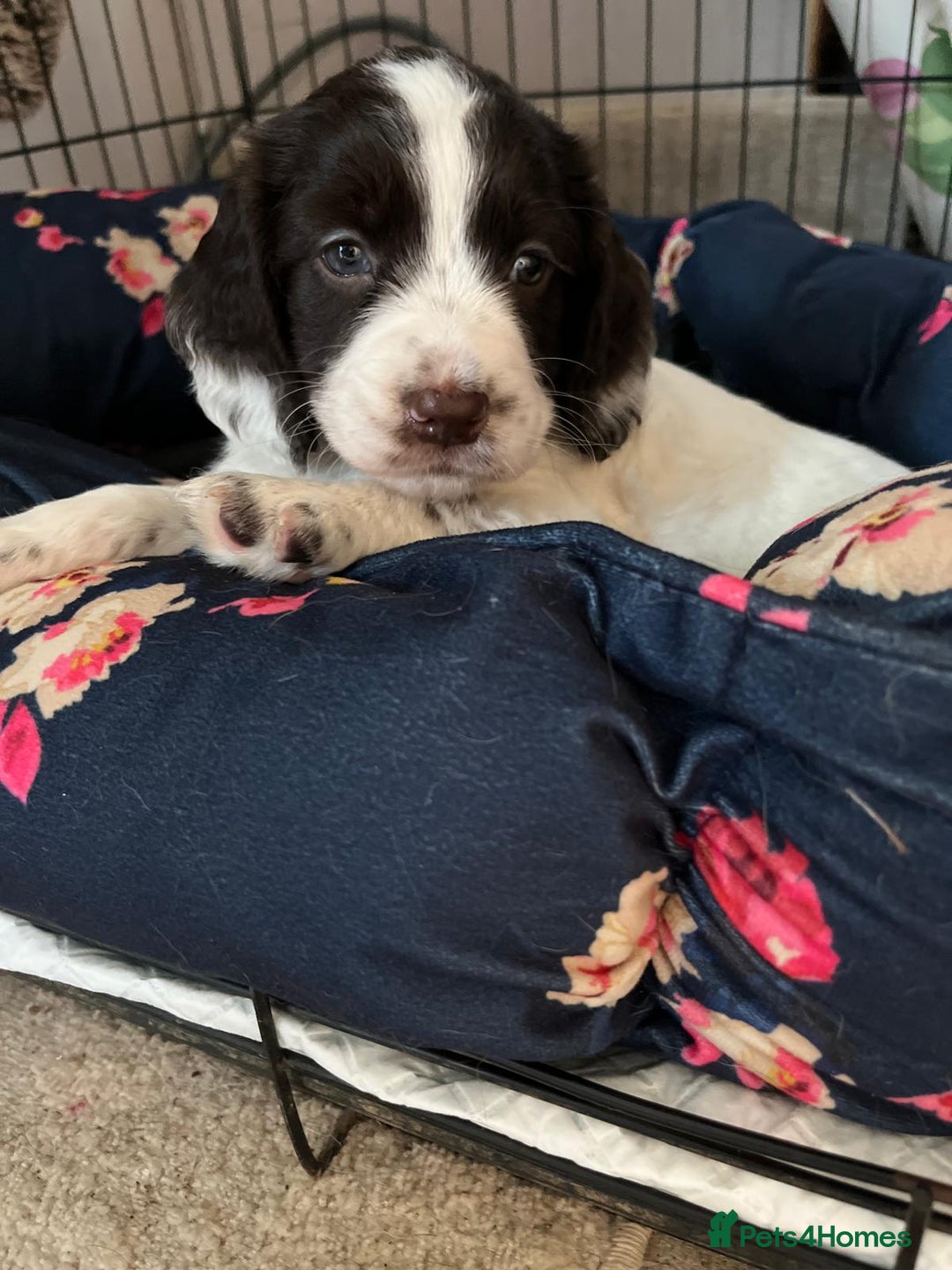 Cocker Spaniel dogs for sale: Litter of 6 - Image 15