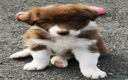 Border Collie dogs for sale: Stunning Fluffy Border Collies Puppies for Sale - Image 5