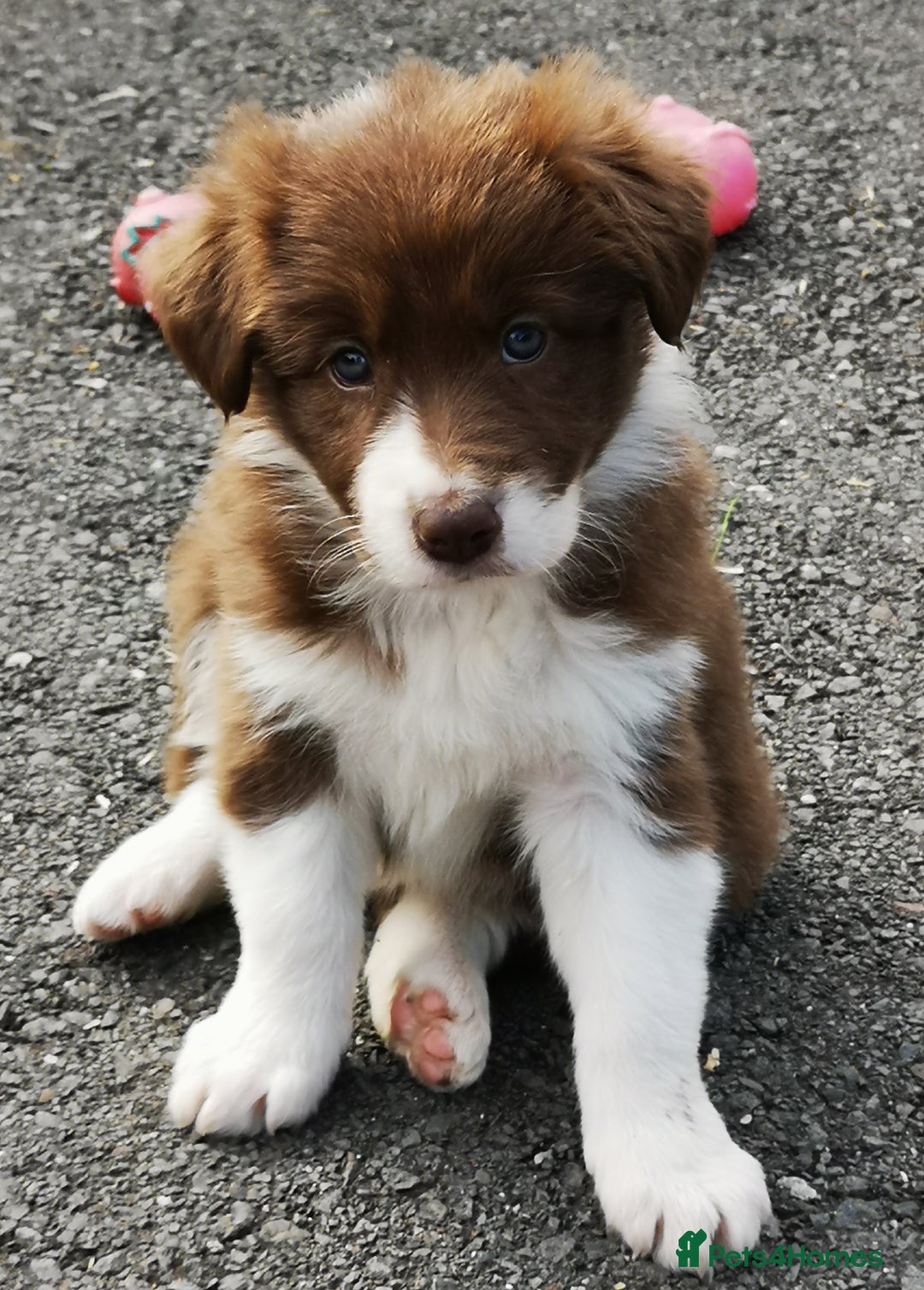 Border Collie dogs for sale: Stunning Fluffy Border Collies Puppies for Sale - Image 5