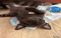 Staffordshire Bull Terrier dogs for sale: Stunning Staffordshire Bull Terrier pups   in Farnborough - Image 1