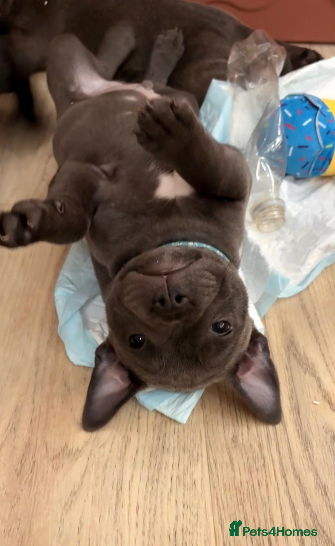 Staffordshire Bull Terrier dogs for sale: Stunning Staffordshire Bull Terrier pups   in Farnborough - Image 1