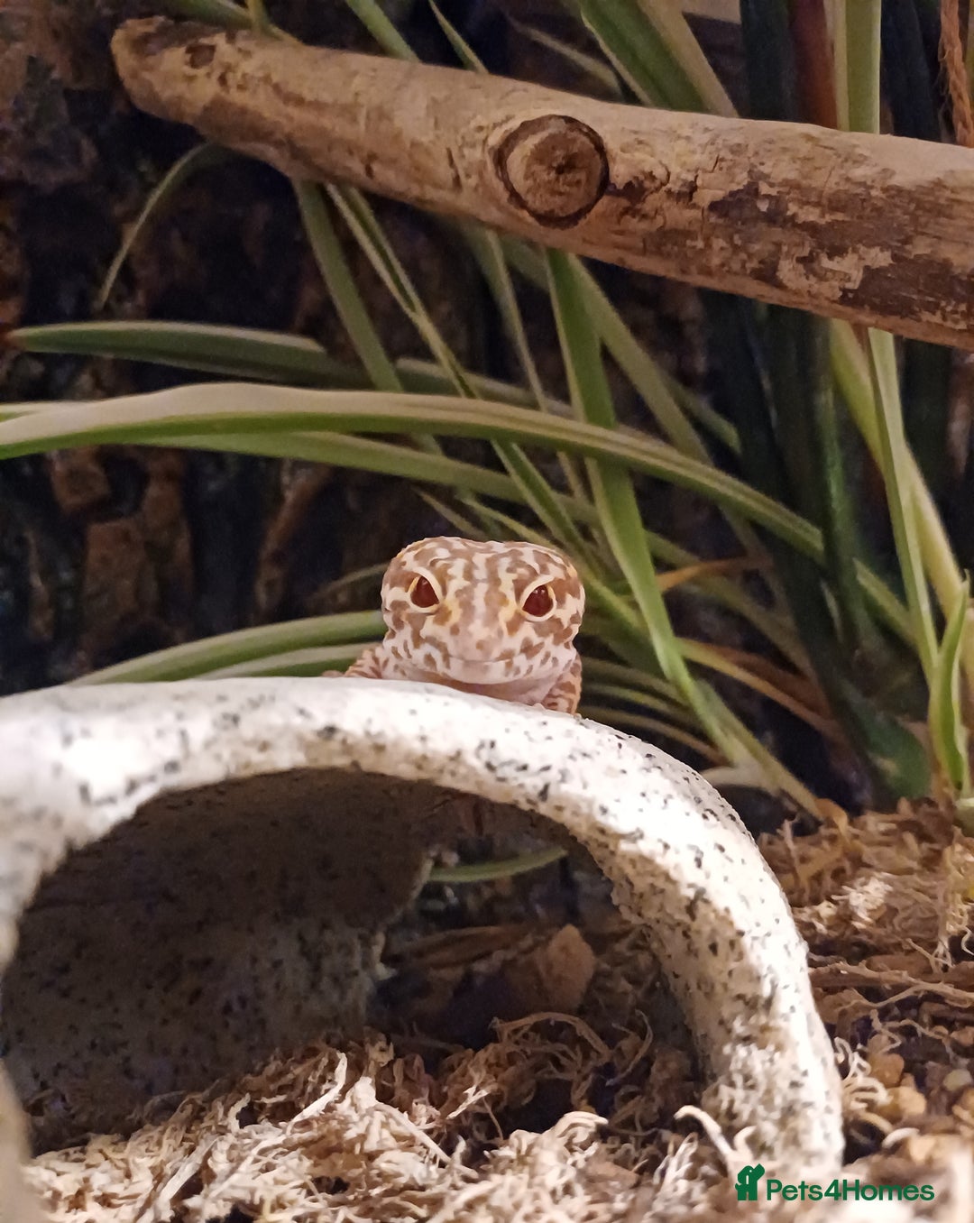 Leopard Gecko reptiles for sale: Female Leopard Gecko RESERVED - Advert 2