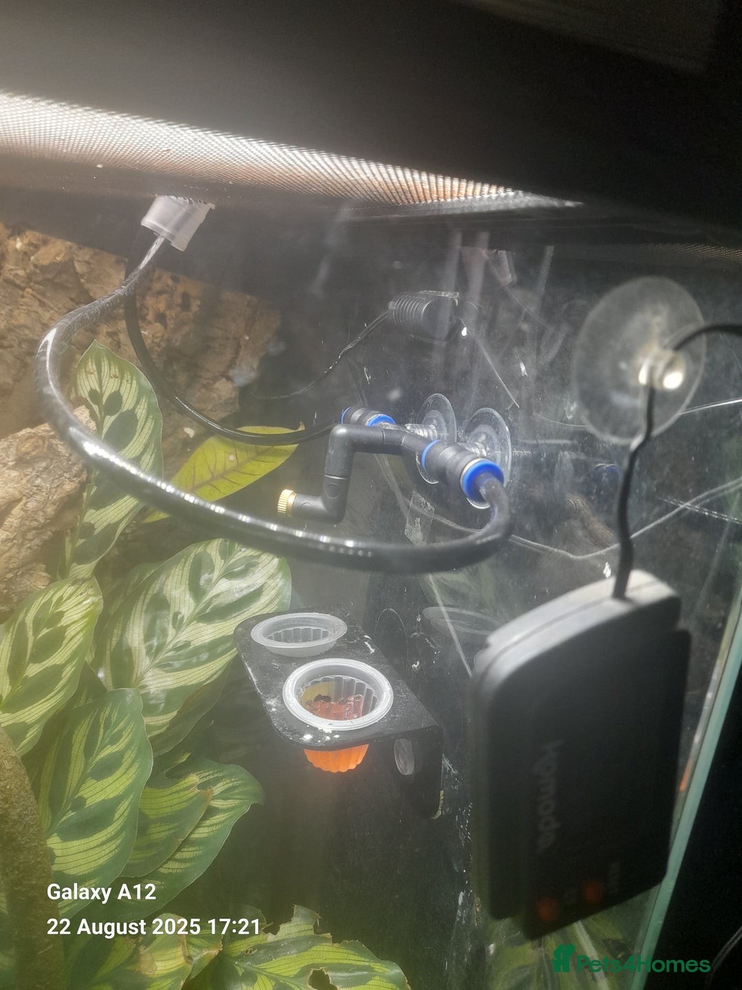 Gecko reptiles for sale: Crested geckos and full set ups  - Image 7