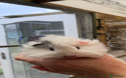 Guinea Pig rodents for sale: Stunning baby guinea pig  - Image 9